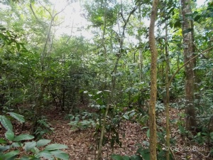18-Selva-Moukalaba