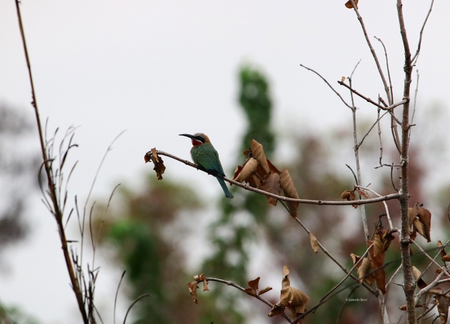 32-White-fronted bee-eater-Moukalaba