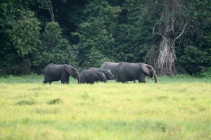 59-Forest elephant-LoangoAkak