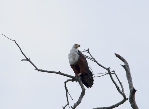 68-African fish eagle-LoangoAkak