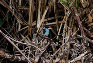 81-Blue-breasted kingfisher-Enamino