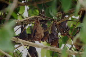85-Peters dwarf epauletted fruit bat-Enamino